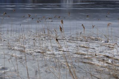 Dry plants in lake during winter
