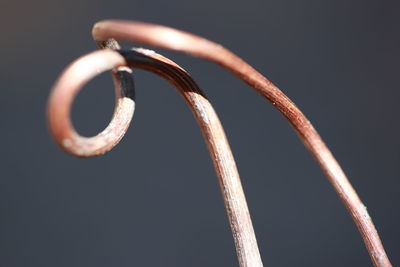 Close-up of spiral metal against black background