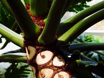 Close-up of succulent plant