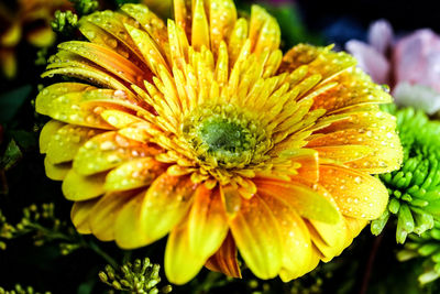 Close-up of raindrops on yellow flower