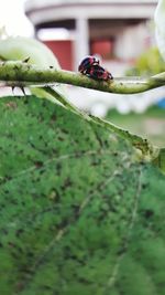 Close-up of insect on leaf