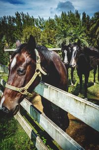 Horse standing in ranch