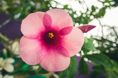 Close-up of pink flowering plant