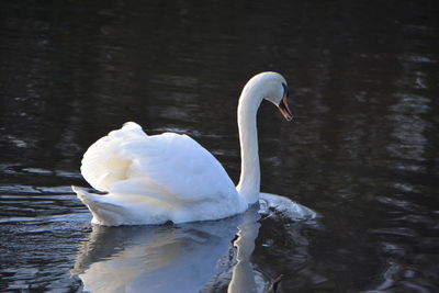 White swan swimming in lake