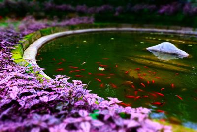 Purple water lily in lake