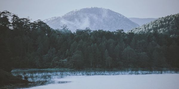 Scenic view of trees against sky during winter