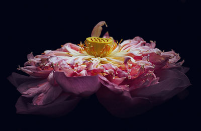 Close-up of pink roses against black background