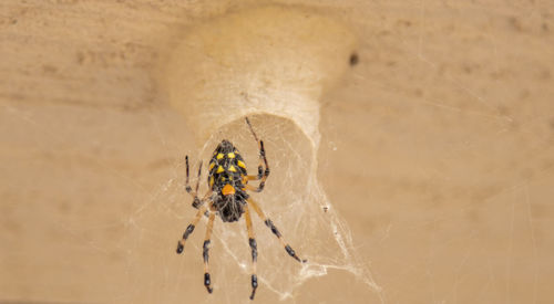 Spider on web