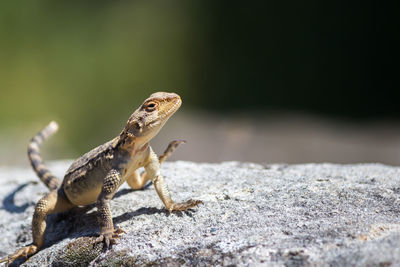 Close-up of lizard on rock