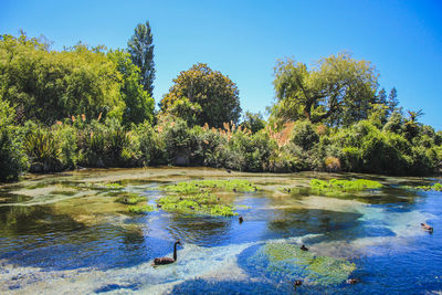 Scenic view of lake in forest against clear blue sky
