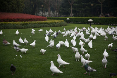 White doves and pigeons on grass