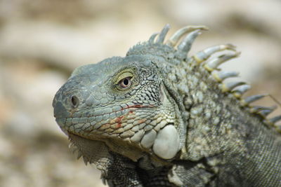 Close-up of a turtle