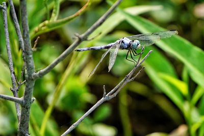 Close-up of insect