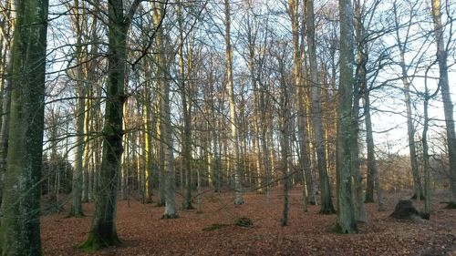 Bare trees in forest against sky