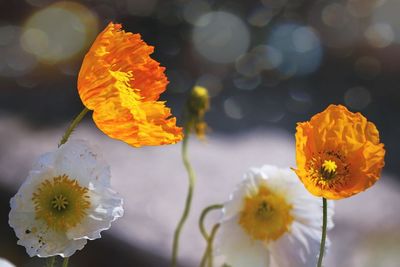 Close-up of yellow flower