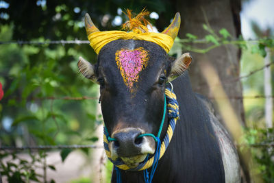 Close-up portrait of a horse