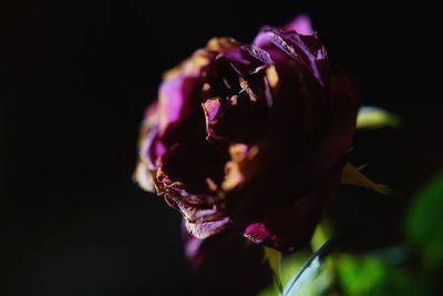 Close-up of flower against black background