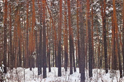 Trees in forest during winter