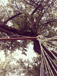 Low angle view of hanging from tree