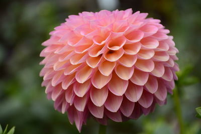 Close-up of pink flowers