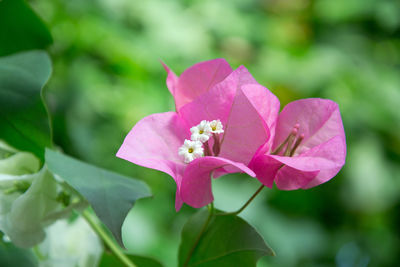 Close-up of pink flowering plant