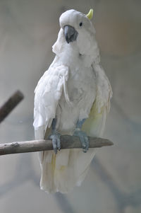 Close-up of parrot perching on branch