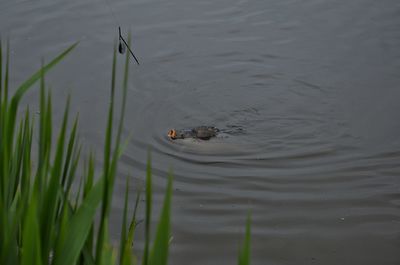 High angle view of ducks swimming on lake