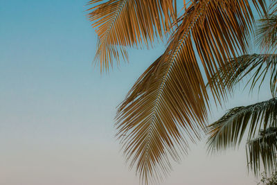 Low angle view of palm tree against blue sky