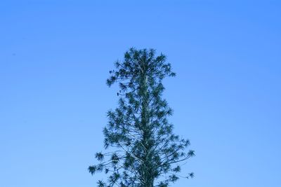 Low angle view of trees against clear blue sky