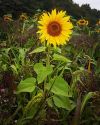 Close-up of sunflower blooming on field