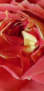 Full frame shot of wet red rose