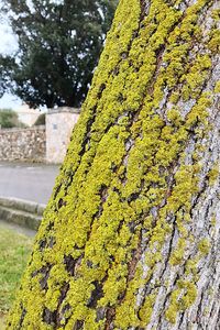 Close-up of moss growing on tree trunk