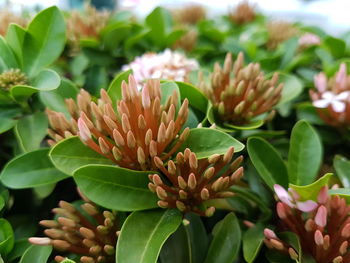 Close-up of pink flowers