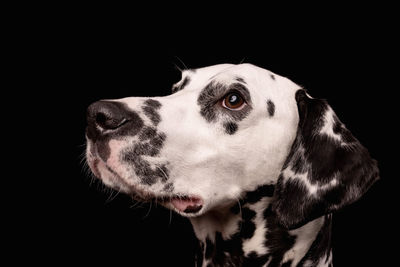 Close-up of dog looking away against black background