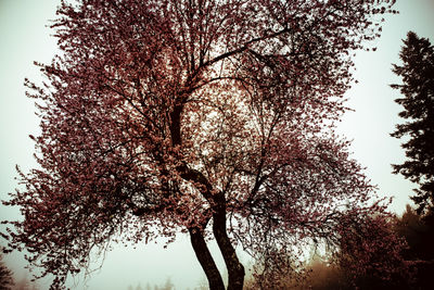 Low angle view of trees against sky