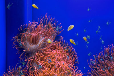 Close-up of jellyfish swimming in sea