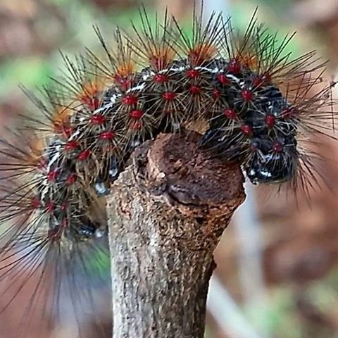 close-up, focus on foreground, growth, nature, spiked, pine cone, plant, outdoors, day, selective focus, beauty in nature, no people, thorn, tree, tree trunk, branch, fruit, flower, cactus, red