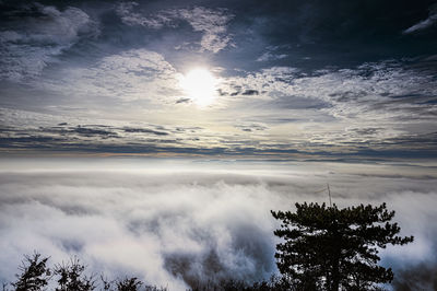 Scenic view of tree against sky during sunset
