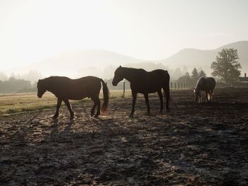 Brown horse in the foreground. misty sunrise over the field with idyllic mood