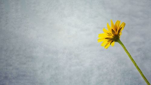 Close-up of yellow flower blooming against sky