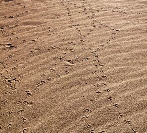 High angle view of footprints on sand at beach