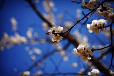 Close-up of white flowers on branch