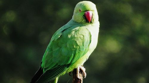 Close-up of bird perching outdoors