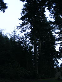 Low angle view of silhouette trees in forest against sky