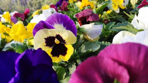 Close-up of purple flowers blooming outdoors