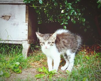 Portrait of cat amidst plants in yard