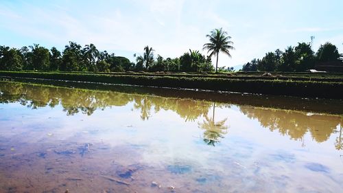 Reflection of trees on water against sky