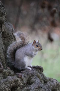 Close-up of squirrel sitting on rock