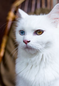 A close up portrait of a young heterochromic or odd-eyed white fur domestic cat