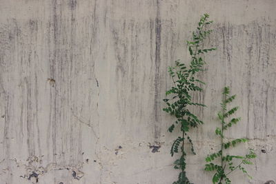 Plant growing against weathered wall